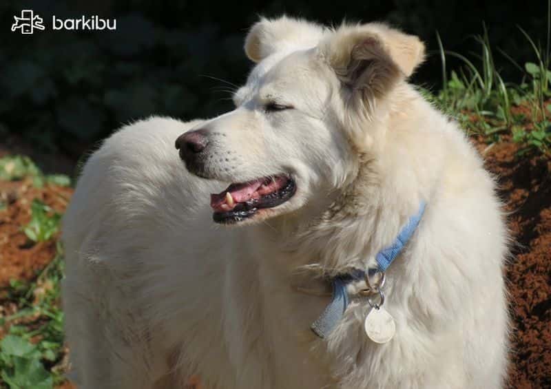 my dog is sneezing a lot my dog is sneezing a lot